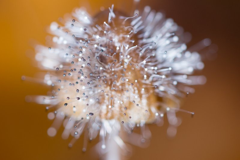Spinellus fusiger sur mycéne